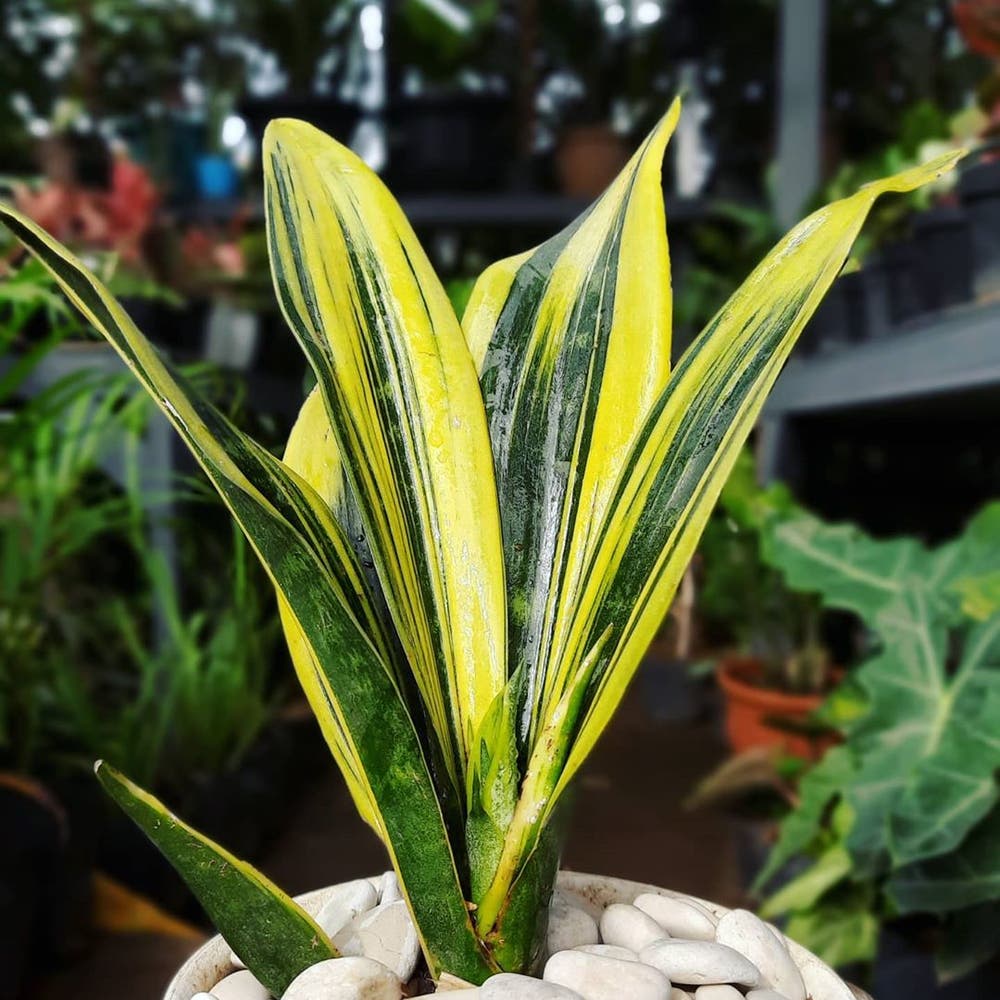 Photo of the plant species Golden Flame Snake Plant on Greg, the plant care app
