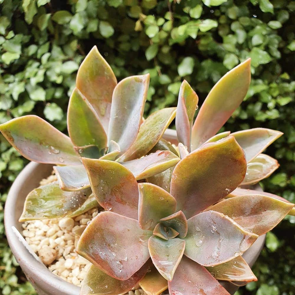 Photo of the plant species Graptoveria 'Fred Ives' on Greg, the plant care app
