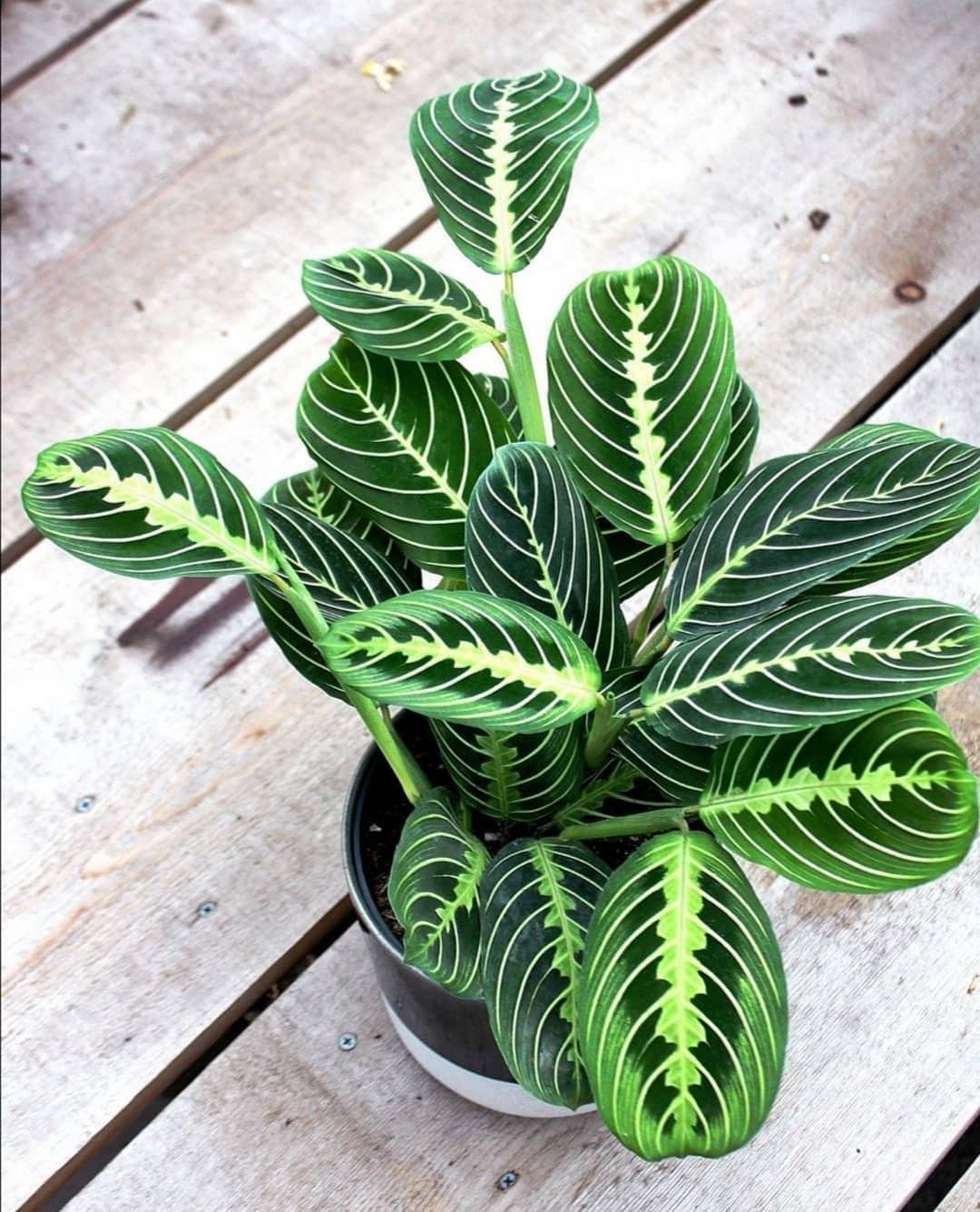 personalized green prayer plant care: water, light, nutrients