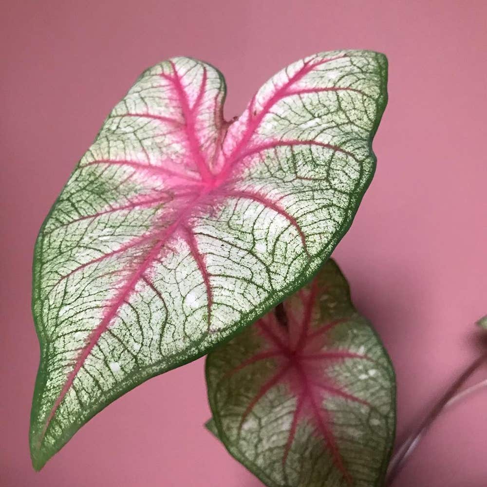Photo of the plant species Caladium Gingerland on Greg, the plant care app