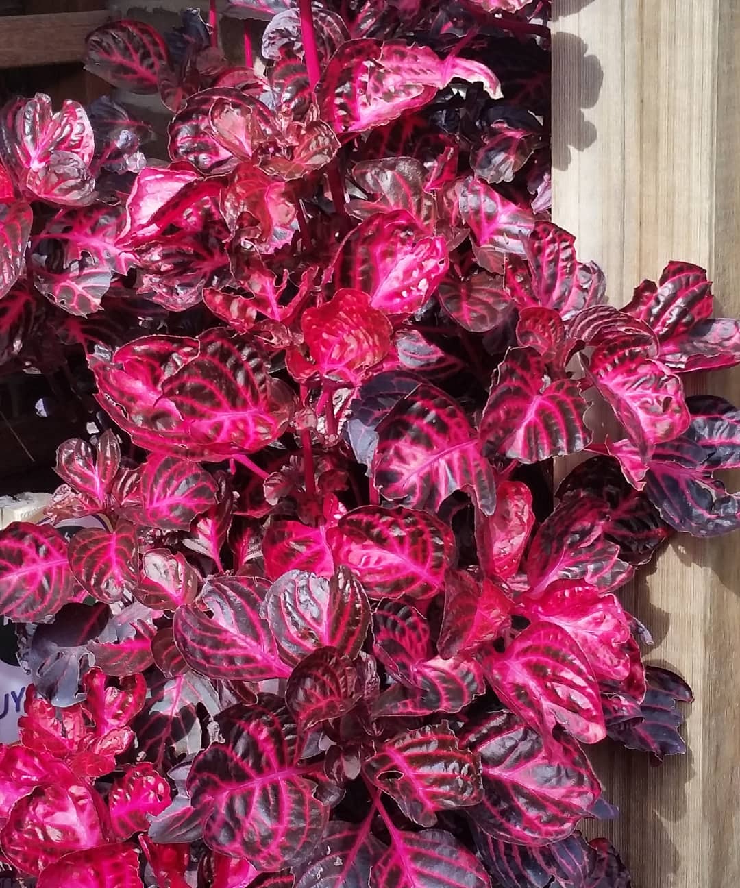 Herbst's Bloodleaf How Much Water & Light Does it Need to Thrive?