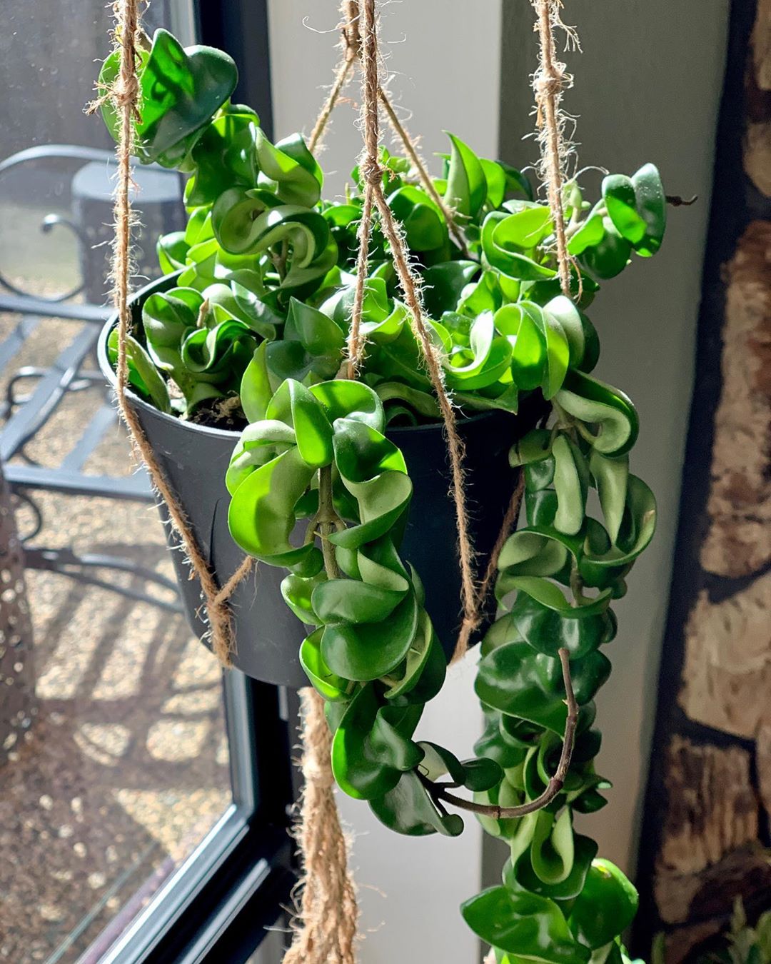 How to Care for Hoya carnosa &lsquo;Compacta&rsquo;: Mastering Water, Sunlight & More