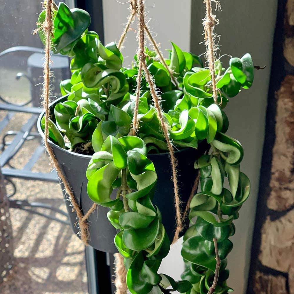 How to Care for Hoya carnosa ‘Compacta’: Mastering Water, Sunlight & More