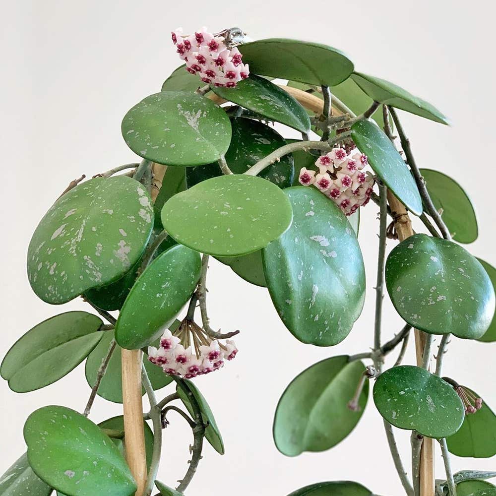 Photo of the plant species Hoya obovata on Greg, the plant care app