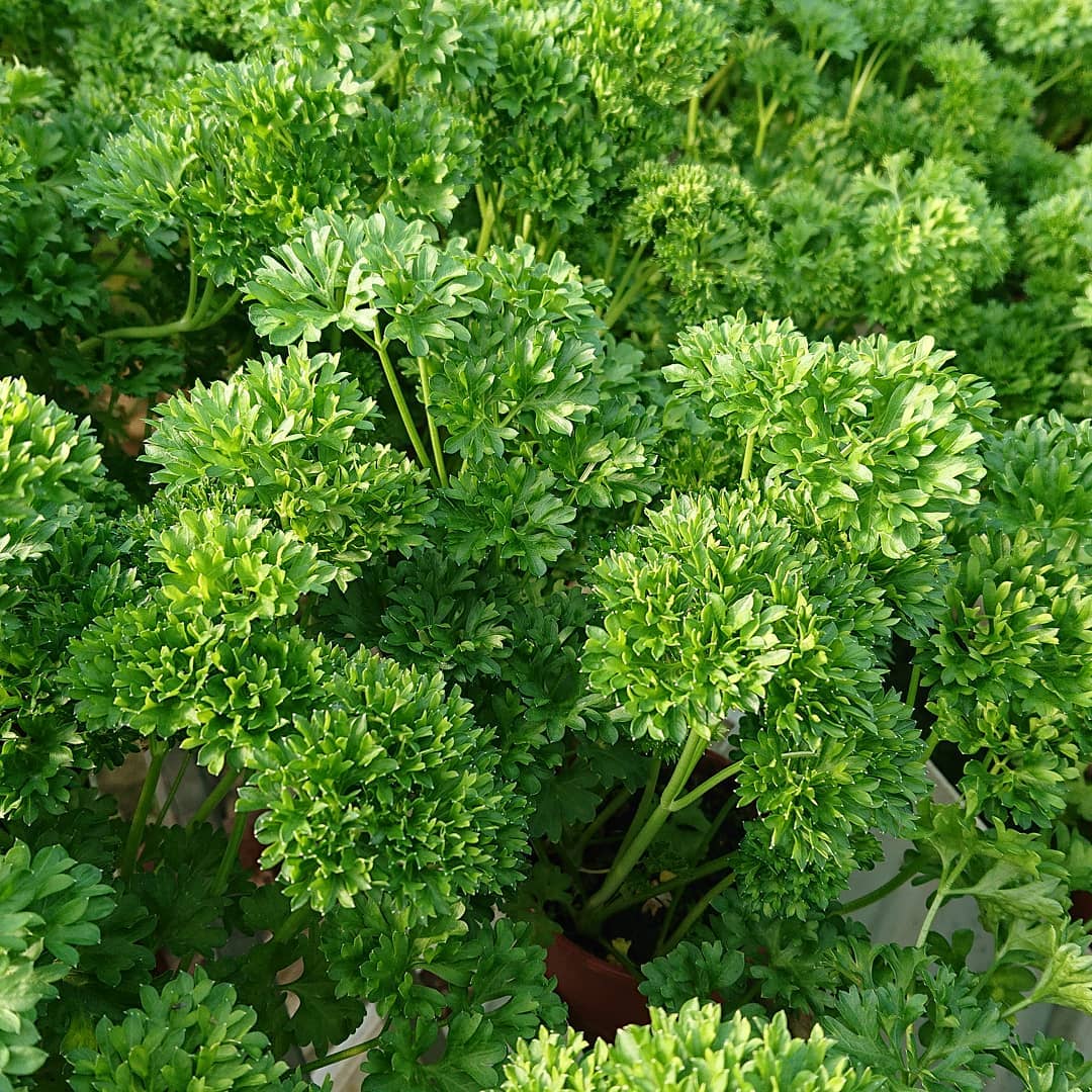 Italian Parsley Plant Care Water, Light, Nutrients Greg App 🌱