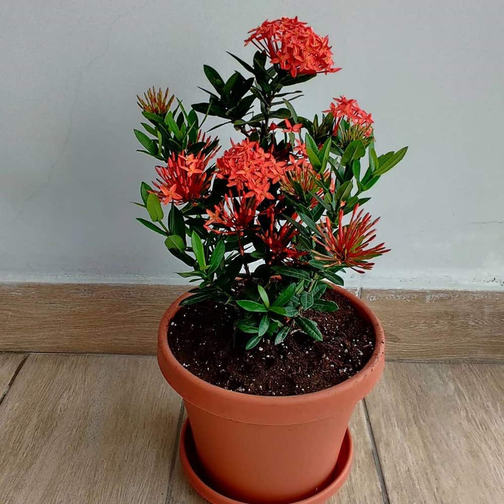 Photo of the plant species Ixora Dwarf Red on Greg, the plant care app