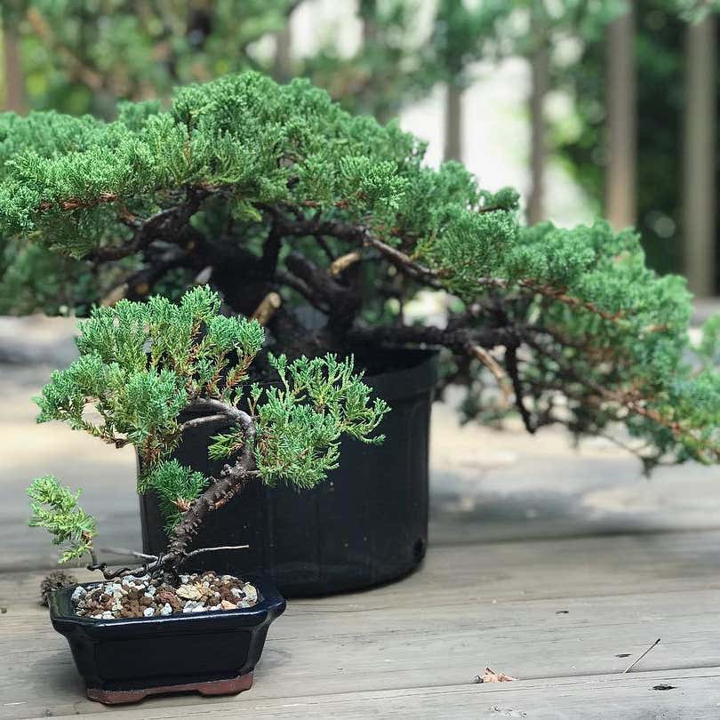 juniper tree bonsai