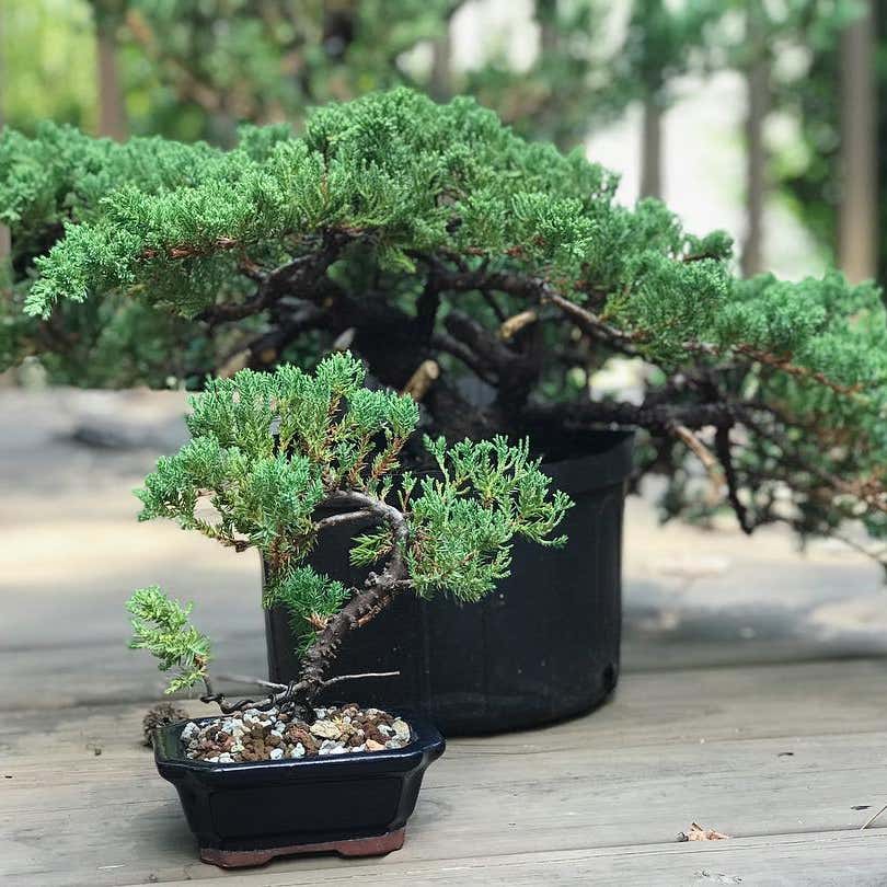 Photo of the plant species Garden Juniper on Greg, the plant care app