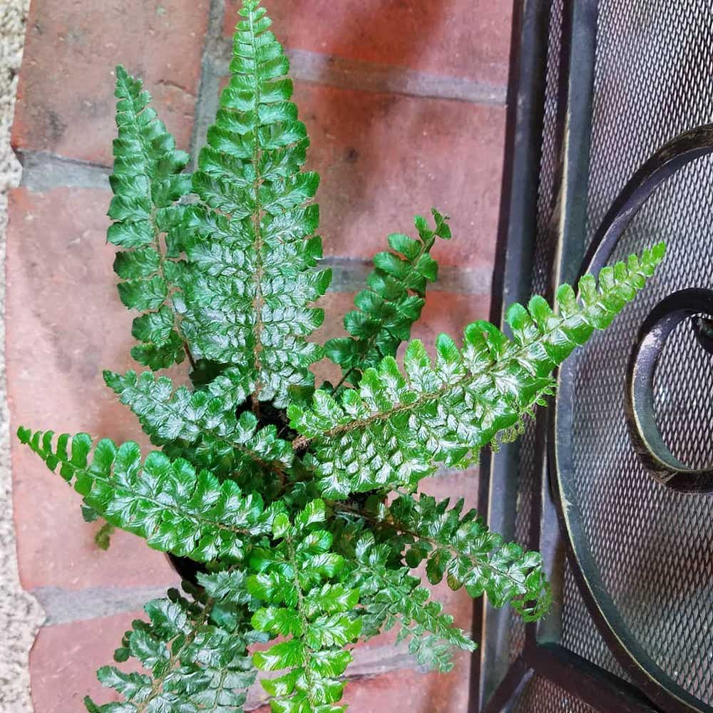 Photo of the plant species Japanese Painted Fern on Greg, the plant care app