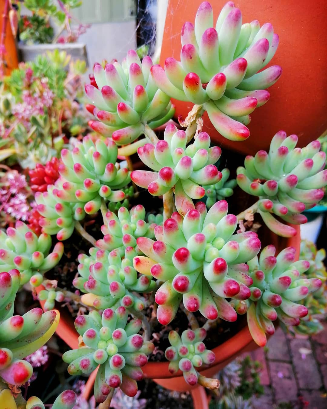 How to Care for Jelly Bean Plant Mastering Water, Sunlight & More