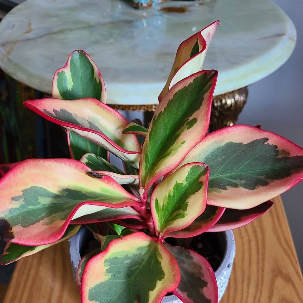 Photo of the plant species Peperomia Tricolor on Greg, the plant care app