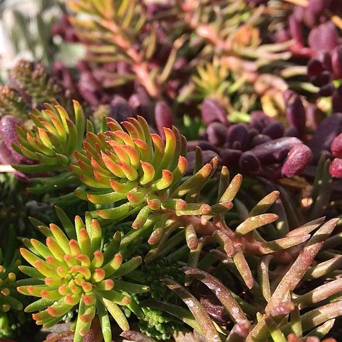 Photo of the plant species Jenny's Stonecrop on Greg, the plant care app