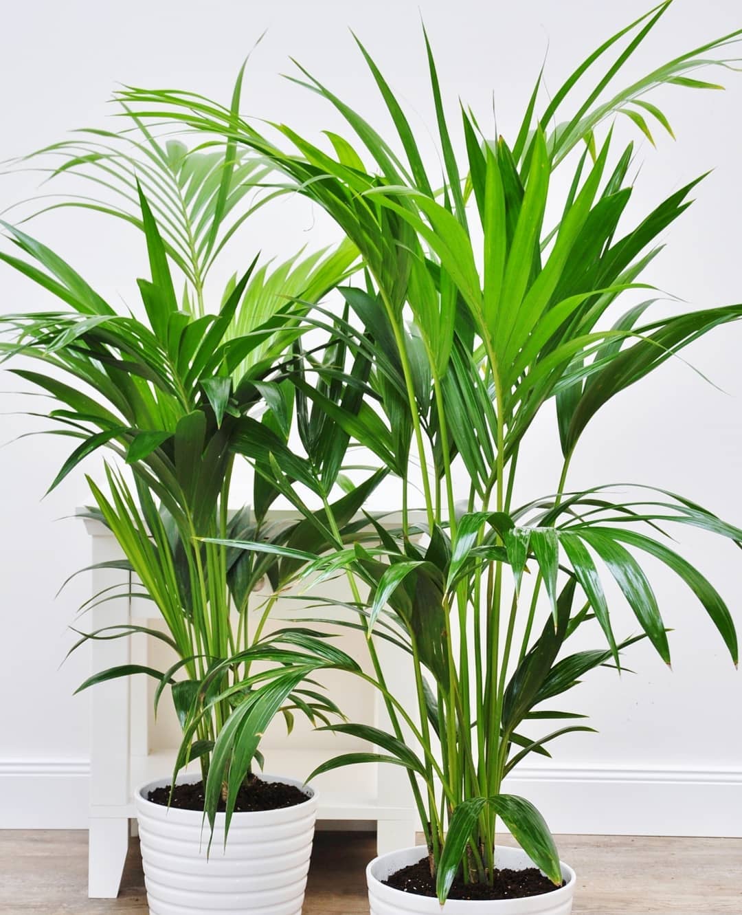 personalized kentia palm care: water, light, nutrients | greg app