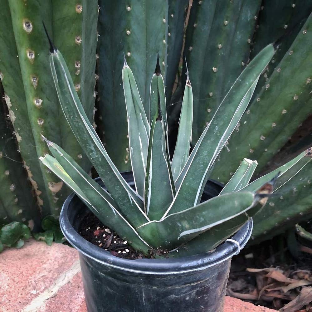 Photo of the plant species King Agave on Greg, the plant care app