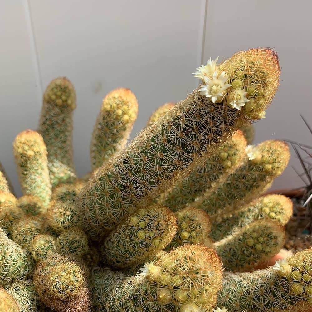 Photo of the plant species Lady Finger Cactus on Greg, the plant care app