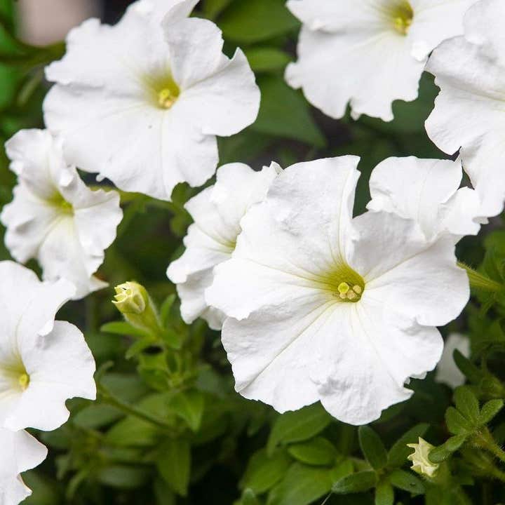 Photo of the plant species Large White Petunia on Greg, the plant care app