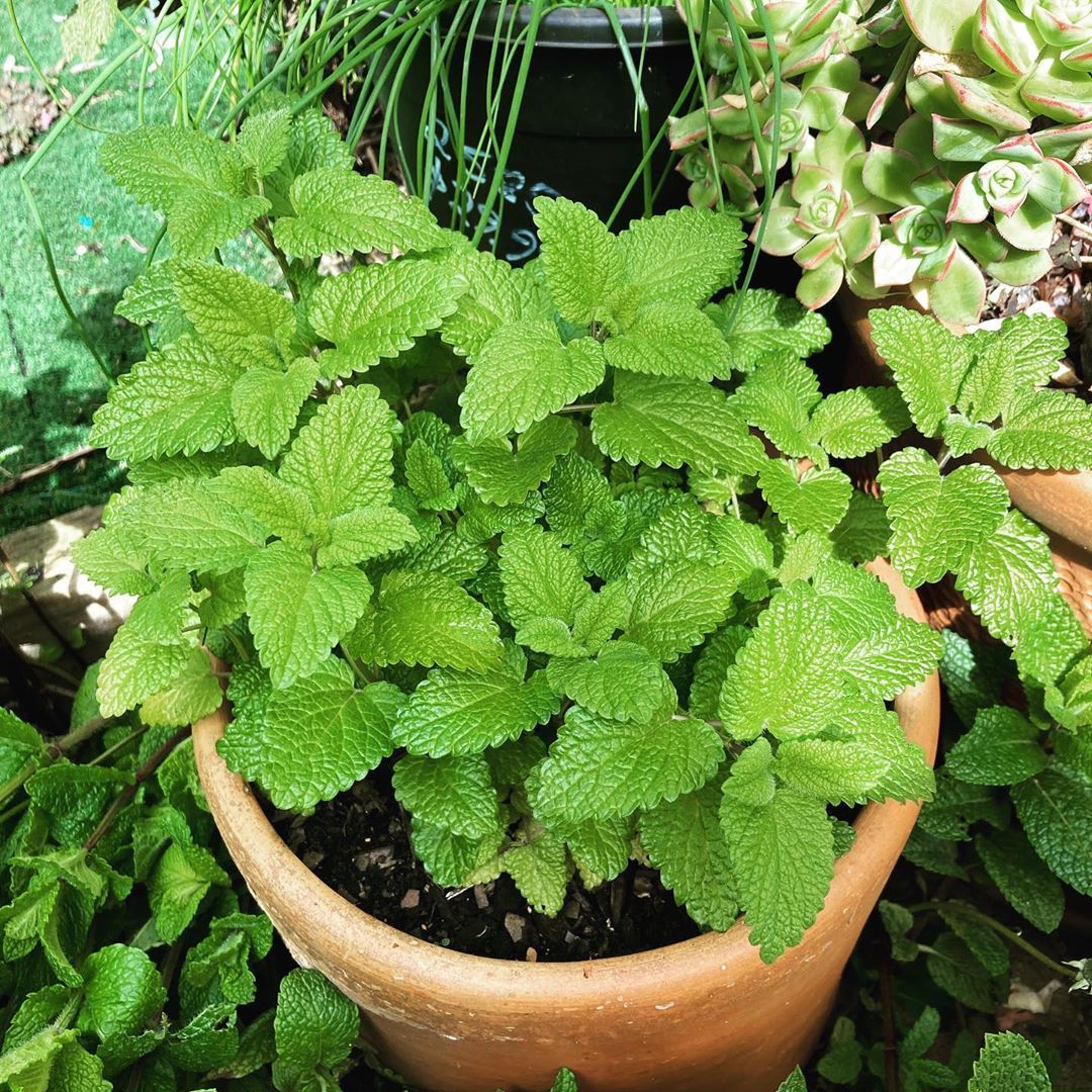 Lemon Balm Plant Care: Water, Light, Nutrients | Greg App ?