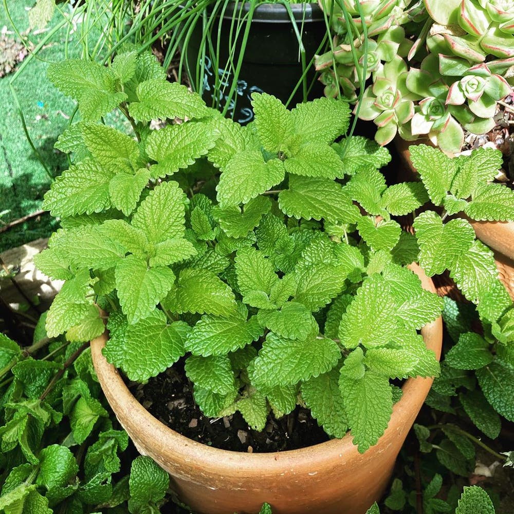 Photo of the plant species Balm Mint on Greg, the plant care app