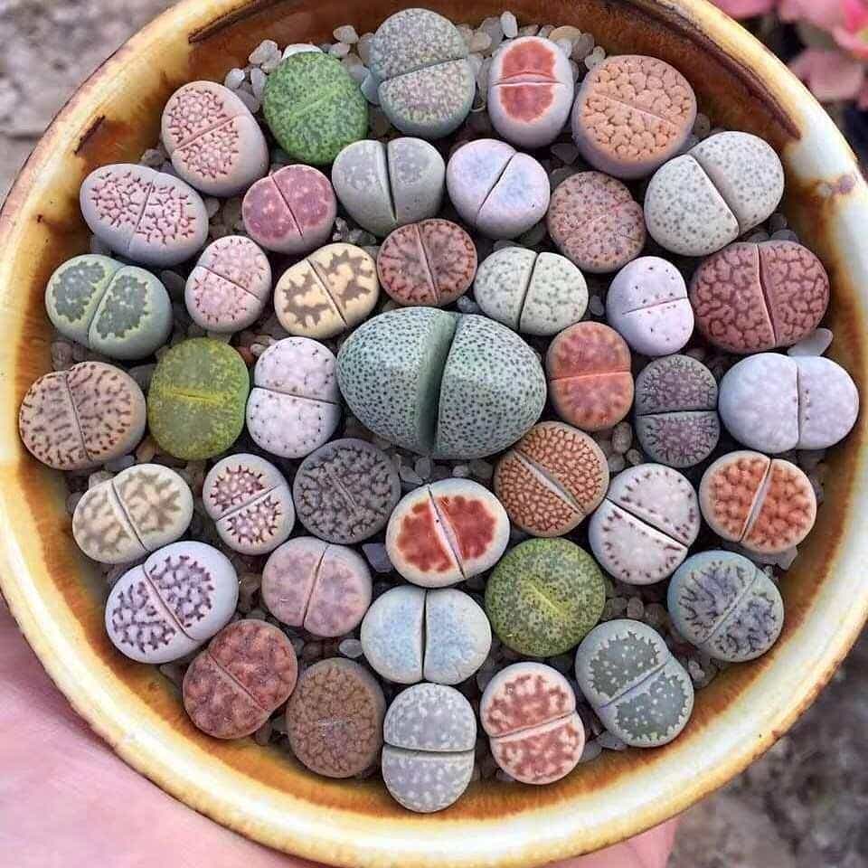 Photo of the plant species Lithops bromfieldii on Greg, the plant care app