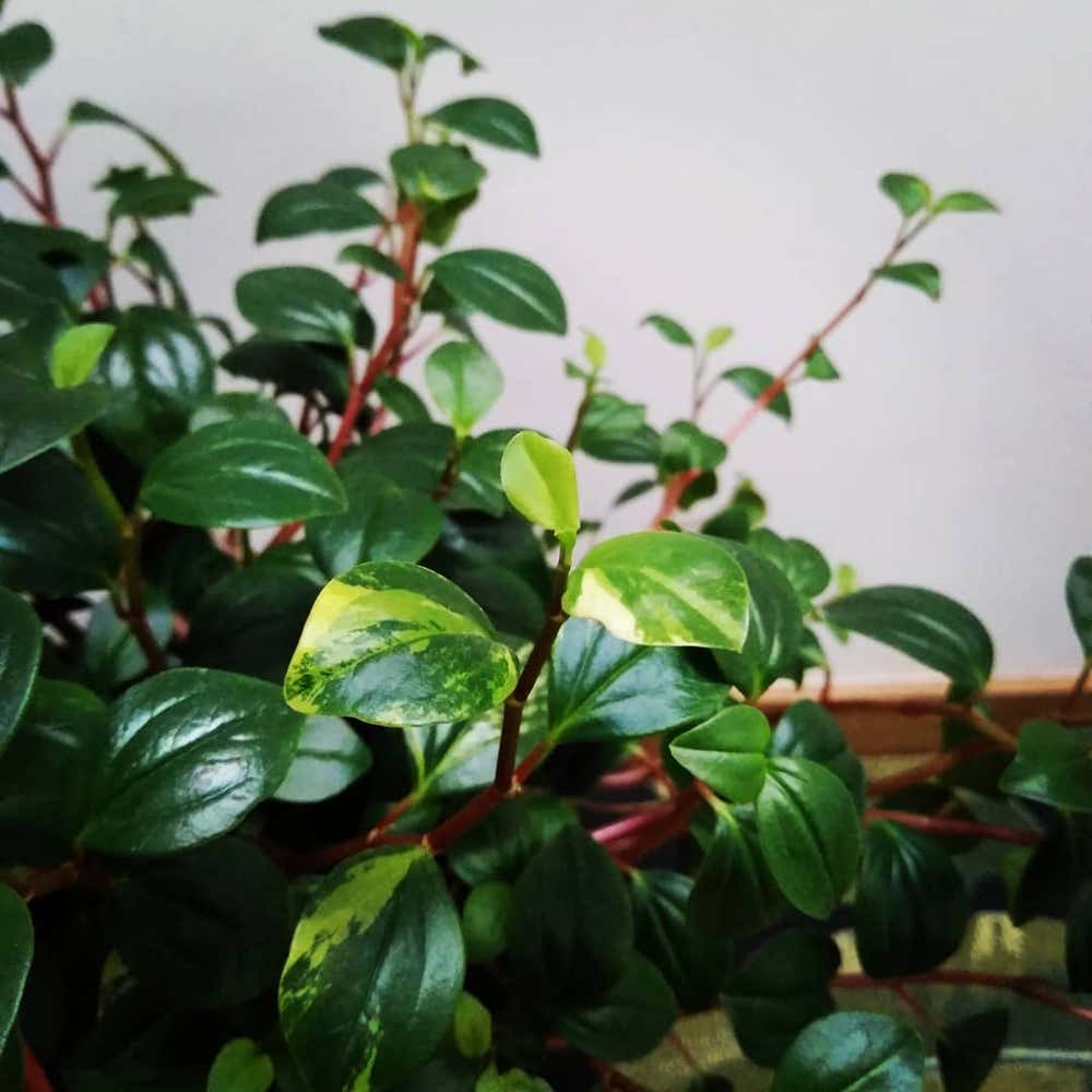 Photo of the plant species Low Peperomia on Greg, the plant care app