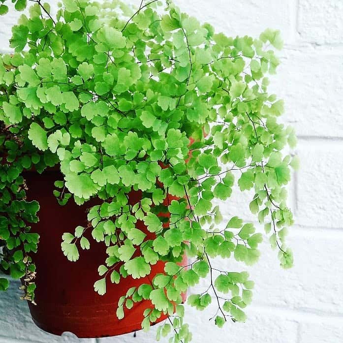 Photo of the plant species Pacific Maidenhair Fern on Greg, the plant care app