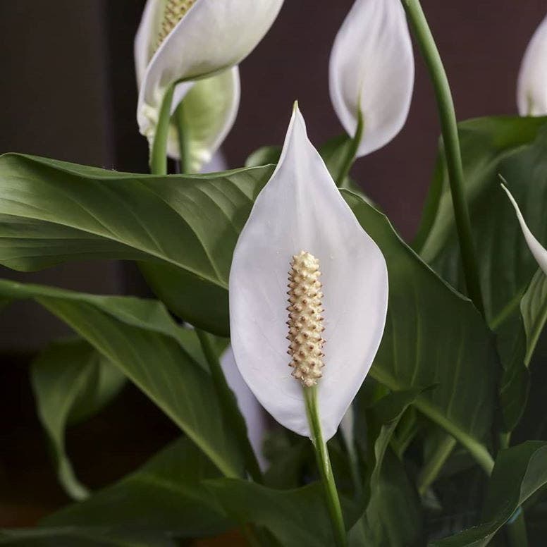 Photo of the plant species Peace Lily on Greg, the plant care app