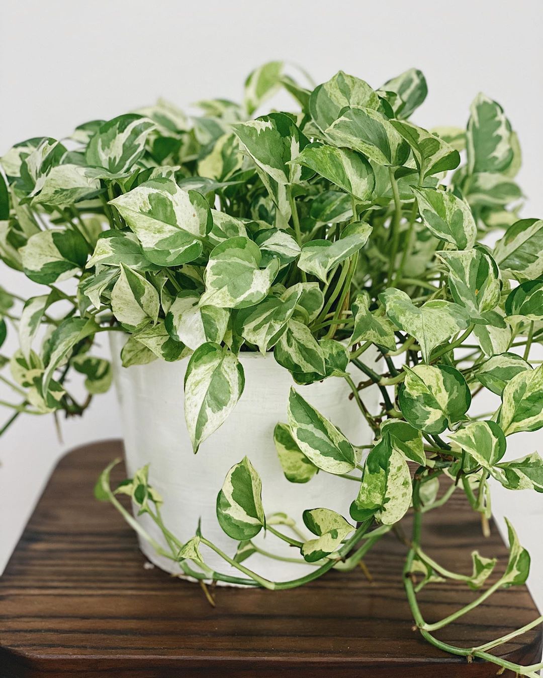 Pearls and Jade Pothos Plant Care Water, Light, Nutrients Greg App 🌱
