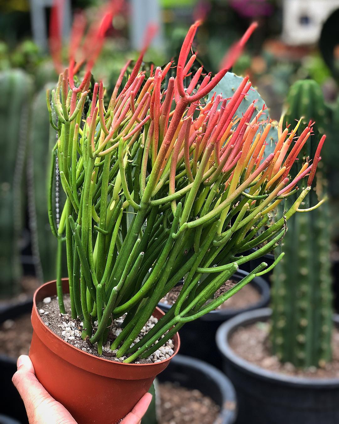 Pencil Cactus Care 101 Water, Light & Growing Tips