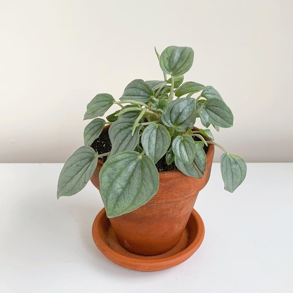 Photo of the plant species Silver Frost Peperomia on Greg, the plant care app
