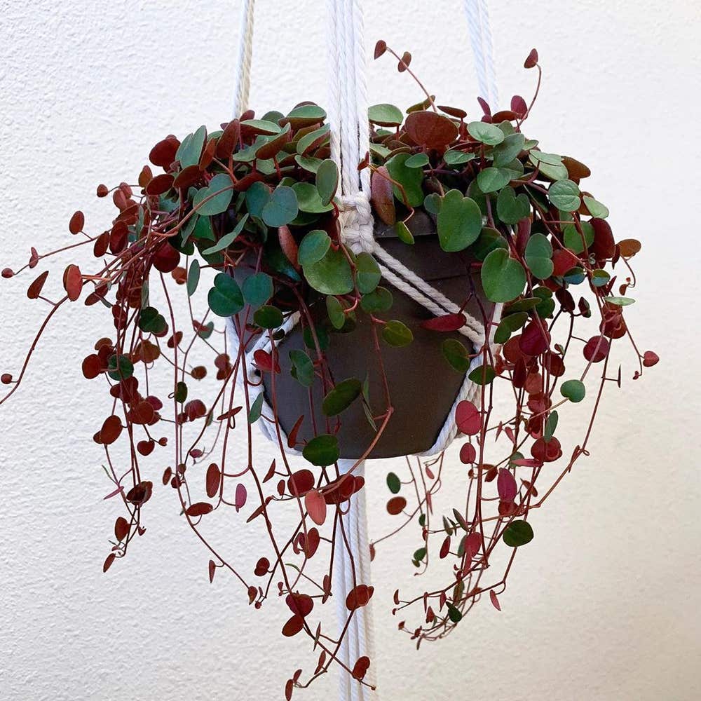 Photo of the plant species Peperomia 'Ruby Cascade' on Greg, the plant care app
