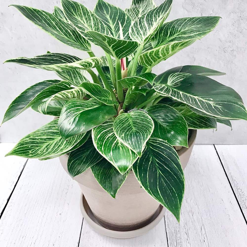 Photo of the plant species Philodendron Birkin on Greg, the plant care app