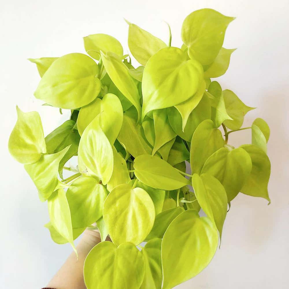 Photo of the plant species Philodendron Lemon Lime on Greg, the plant care app