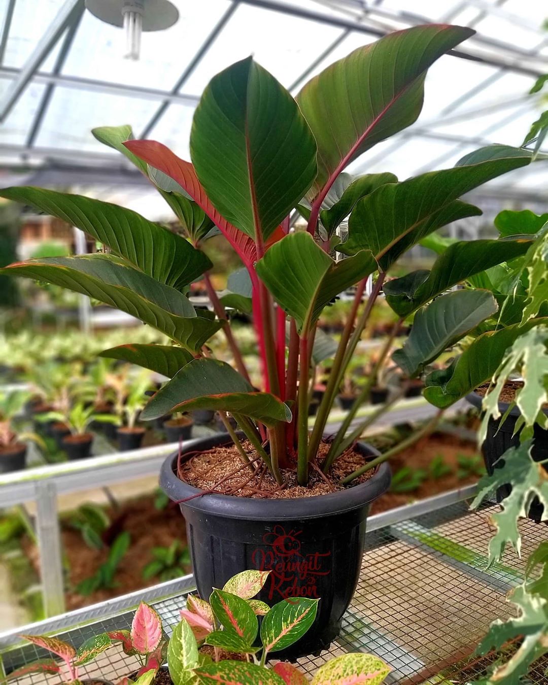 Philodendron 'Red Congo' Care 101 Water, Light & Growing Tips