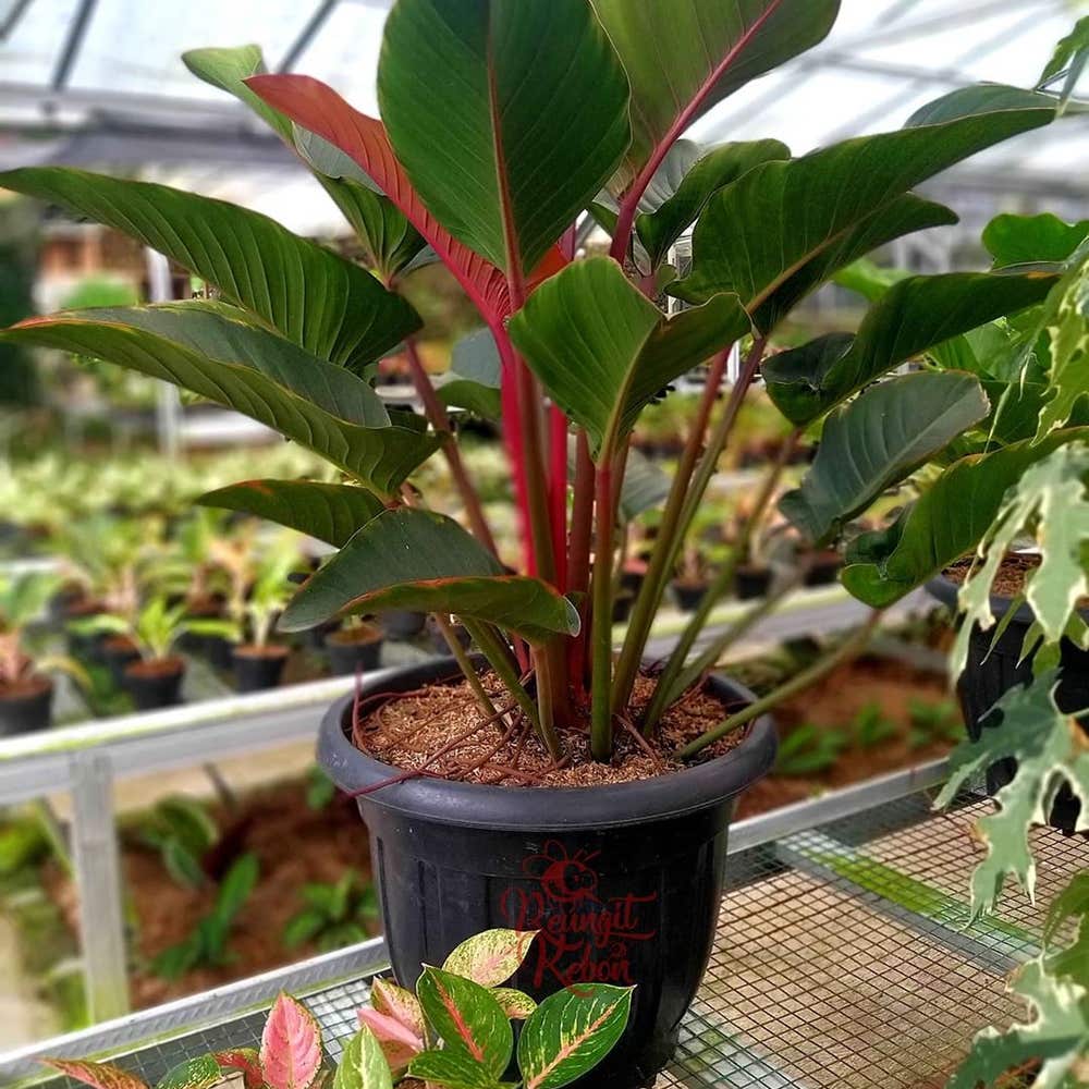 Photo of the plant species Philodendron 'Red Congo' on Greg, the plant care app
