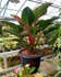 Calculate water needs of Philodendron 'Red Congo'