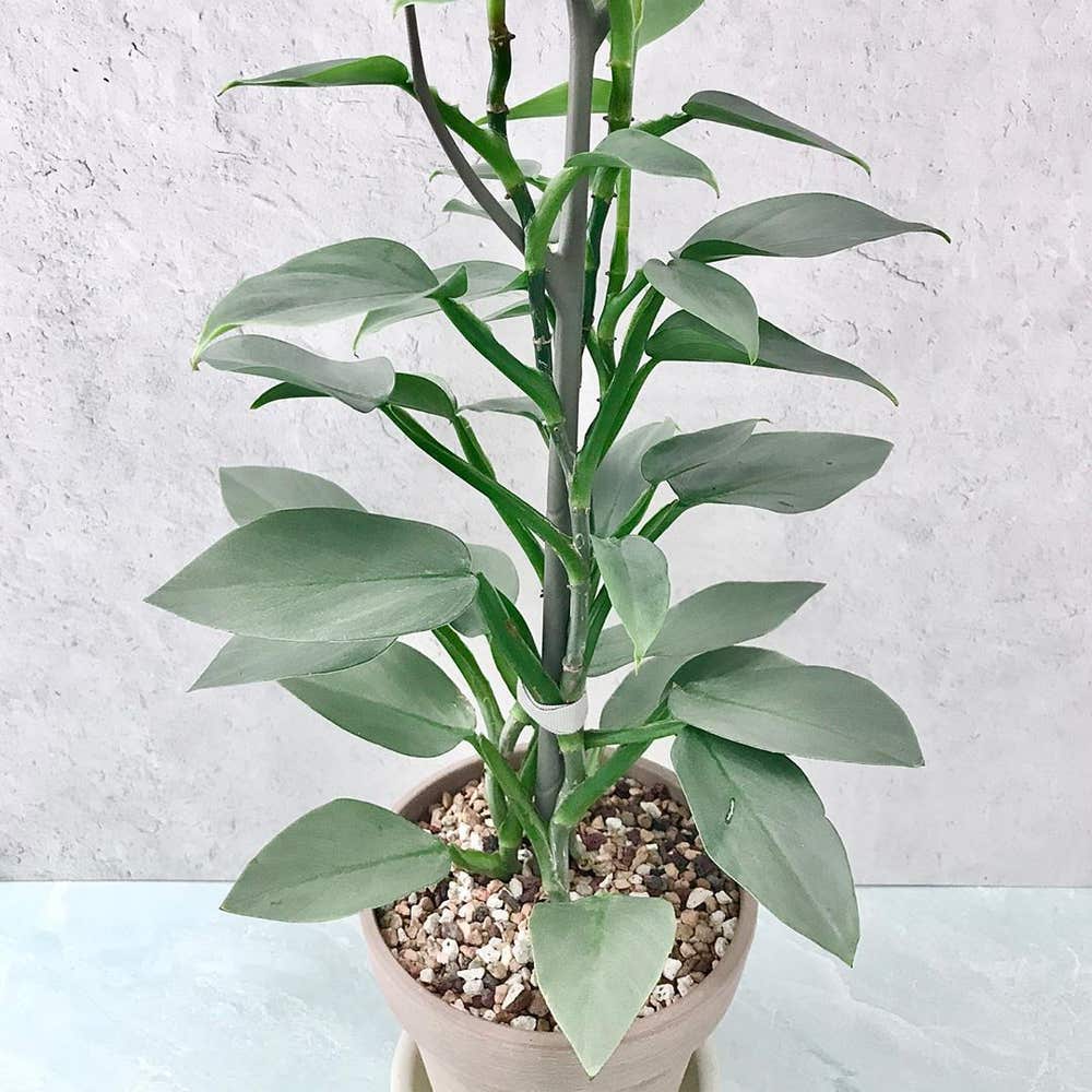 Photo of the plant species Silver Sword Philodendron on Greg, the plant care app