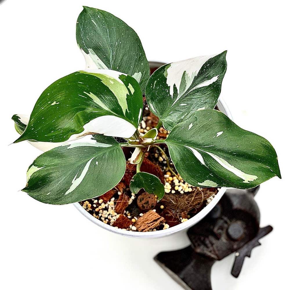 Photo of the plant species White Philodendron on Greg, the plant care app