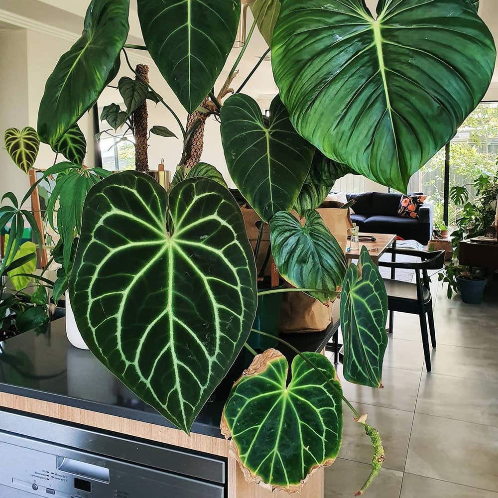 Photo of the plant species Philodendron gloriosum on Greg, the plant care app