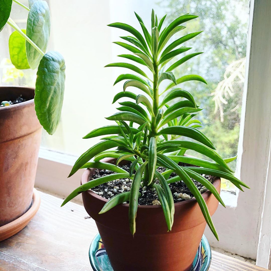 Pincushion Peperomia How Much Water & Light Does it Need to Thrive?