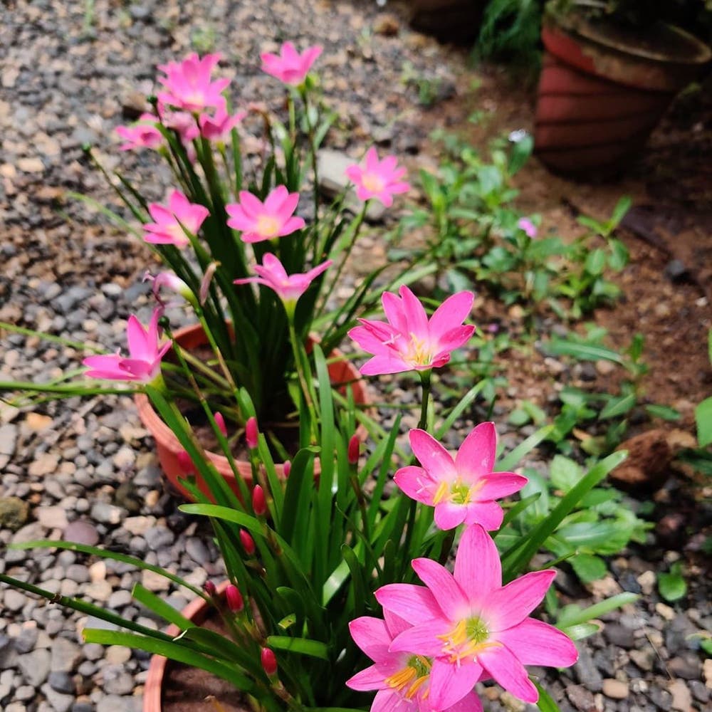 Photo of the plant species Pink Rain Lily on Greg, the plant care app