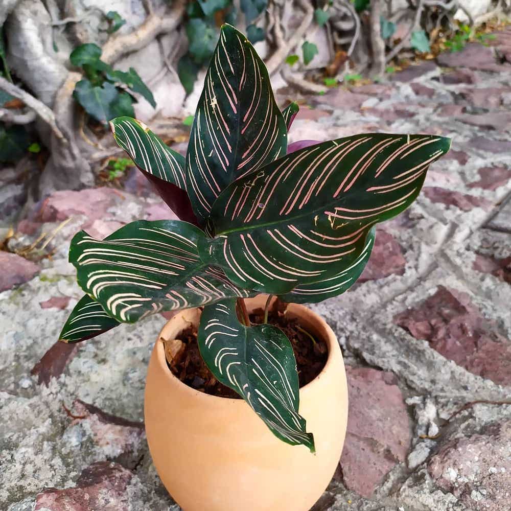 Photo of the plant species Pinstripe Calathea on Greg, the plant care app