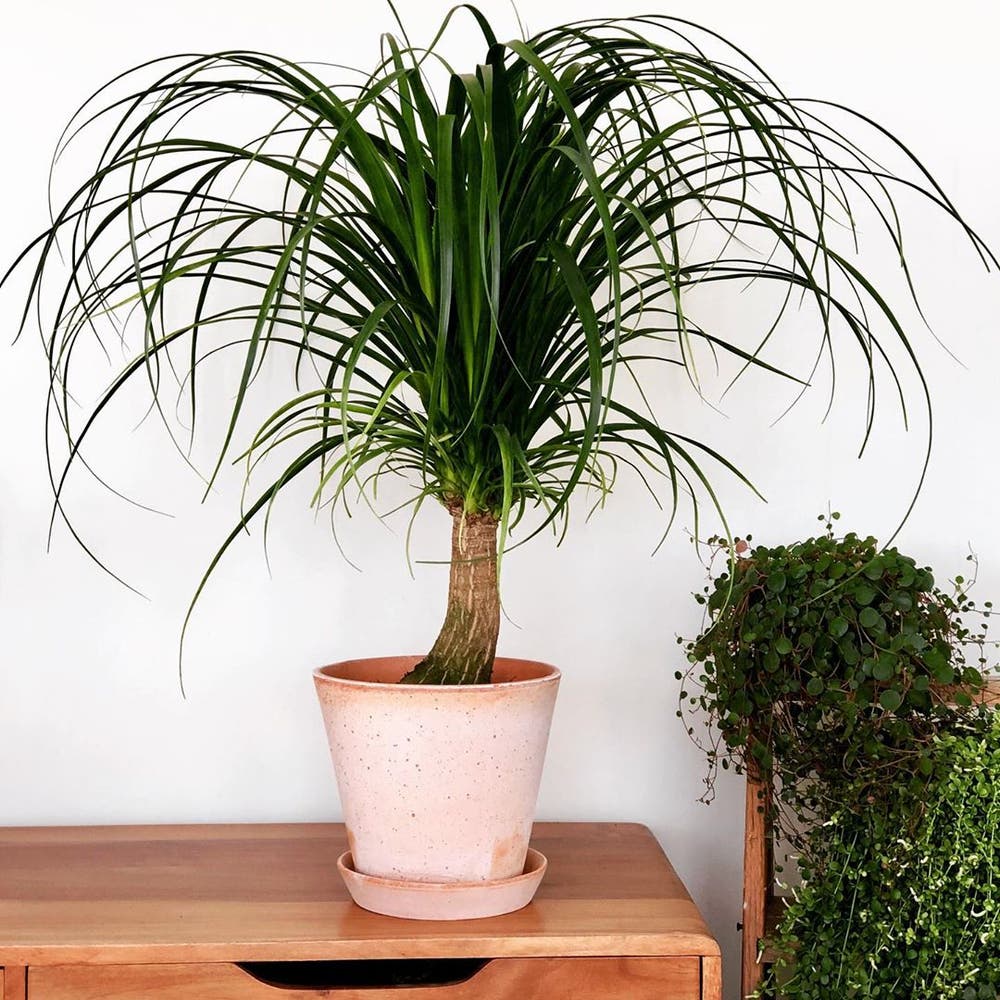 Photo of the plant species Ponytail Palm on Greg, the plant care app