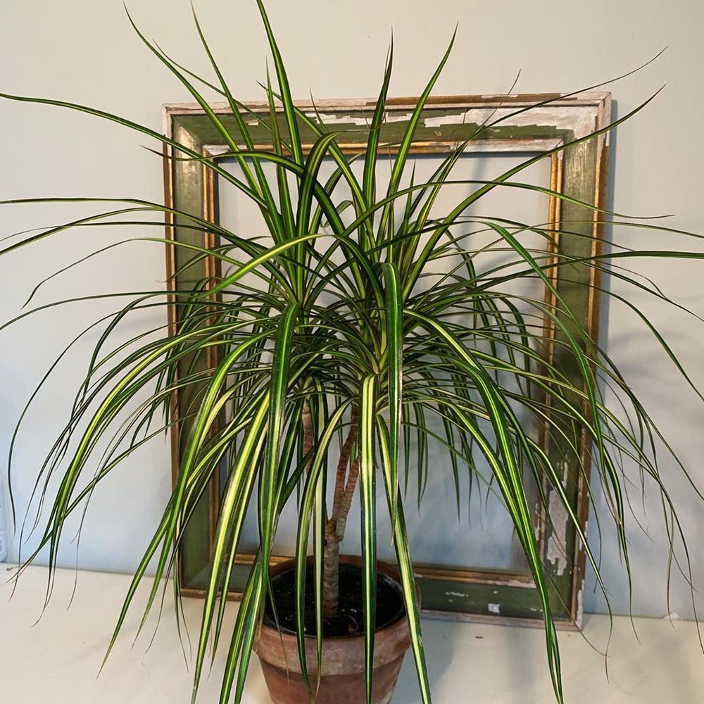 Photo of the plant species Dracaena 'Ray of Sunshine' on Greg, the plant care app