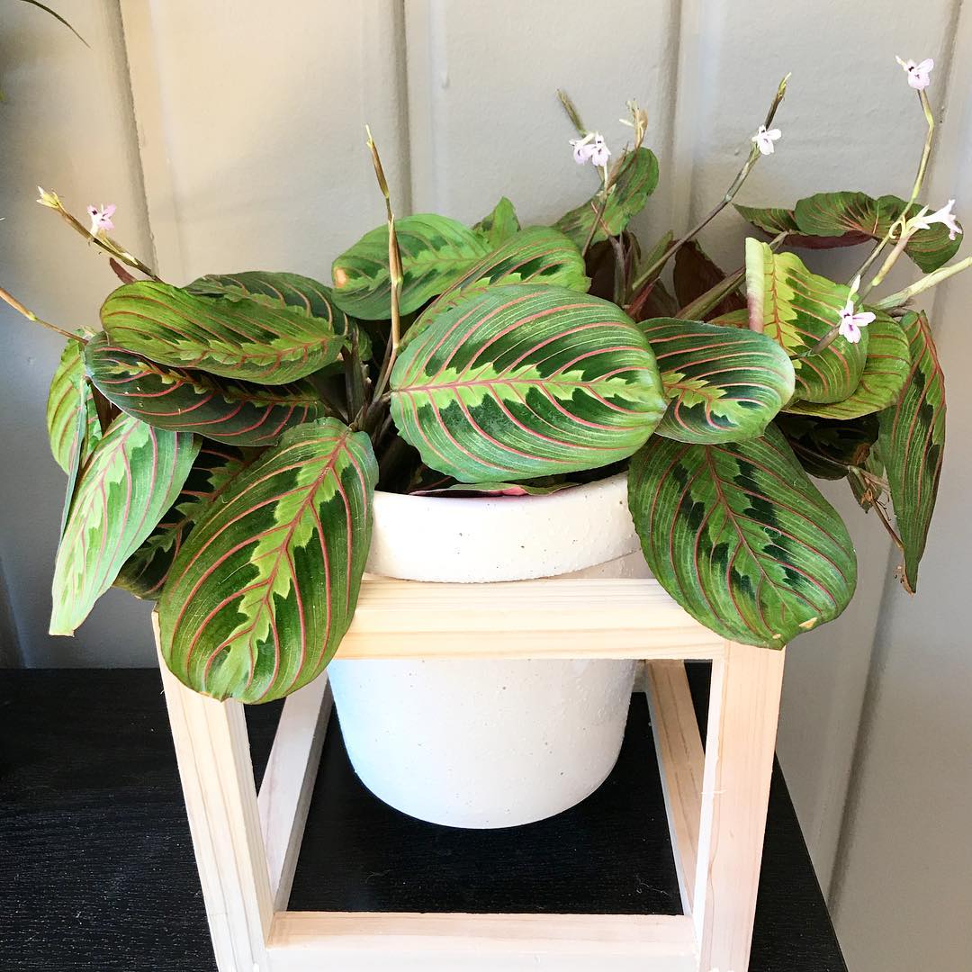 The Complete Red Prayer Plant Plant Care Guide Water, Light & Beyond