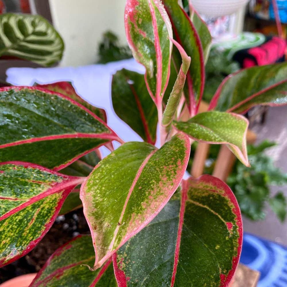 Photo of the plant species Red Siam Aurora Aglaonema on Greg, the plant care app
