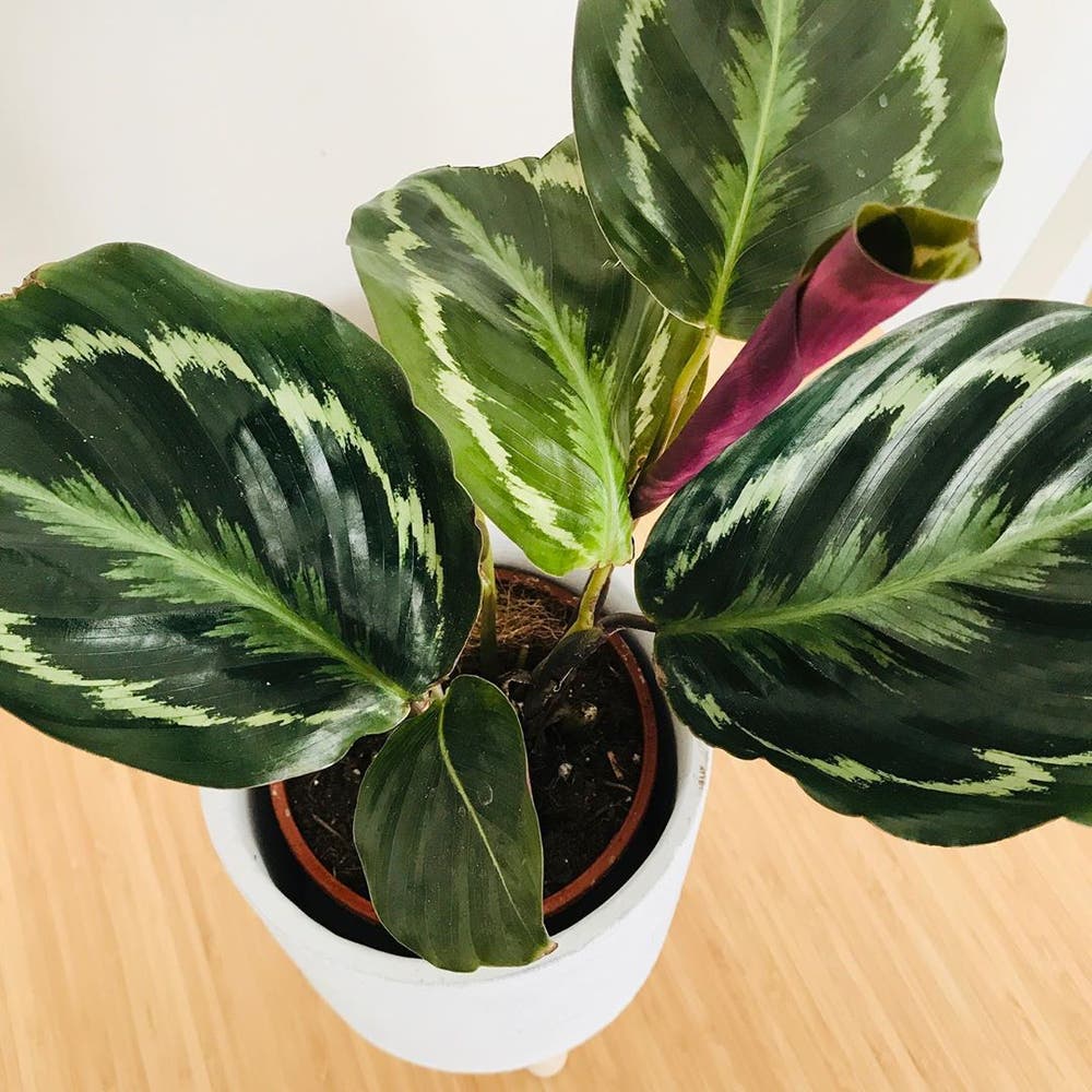 Photo of the plant species Rose Calathea on Greg, the plant care app