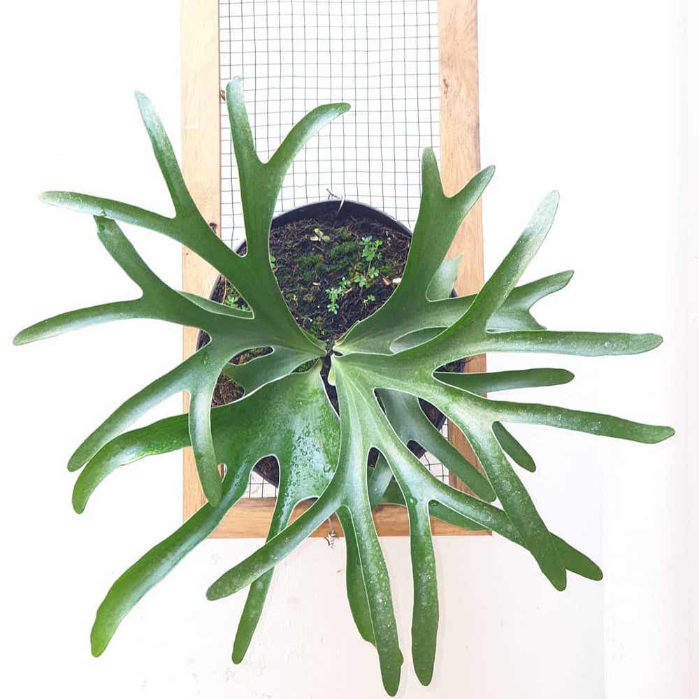 Photo of the plant species Staghorn Fern on Greg, the plant care app