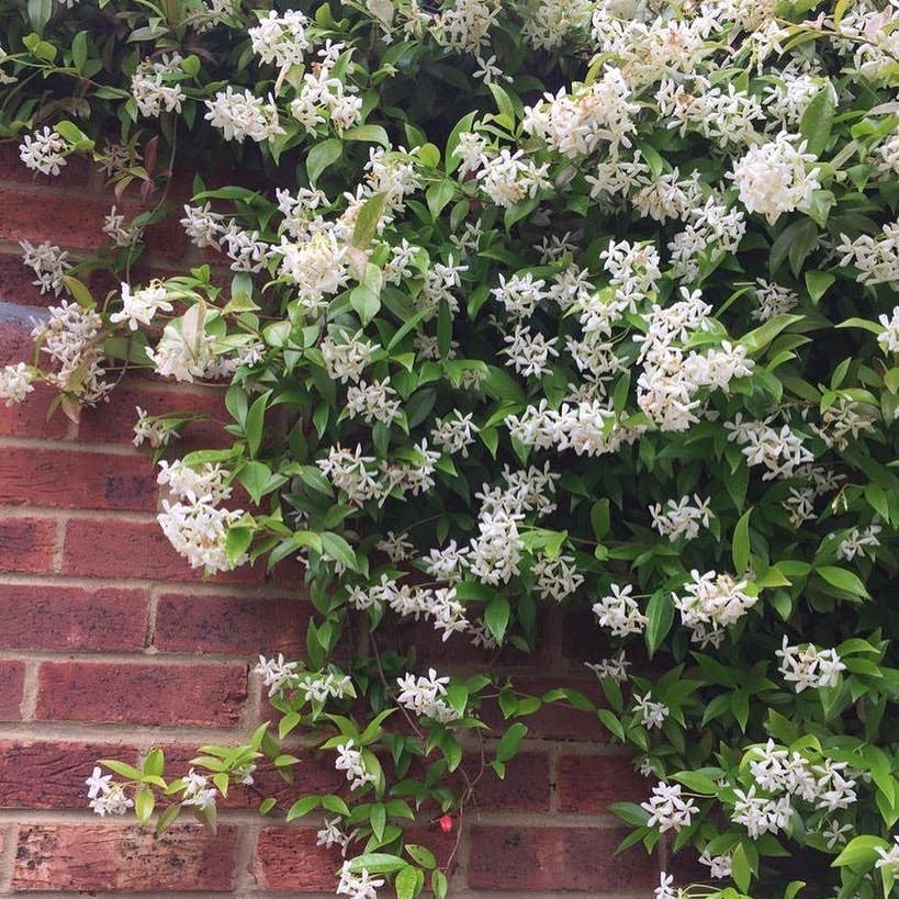 Photo of the plant species Star Jasmine on Greg, the plant care app
