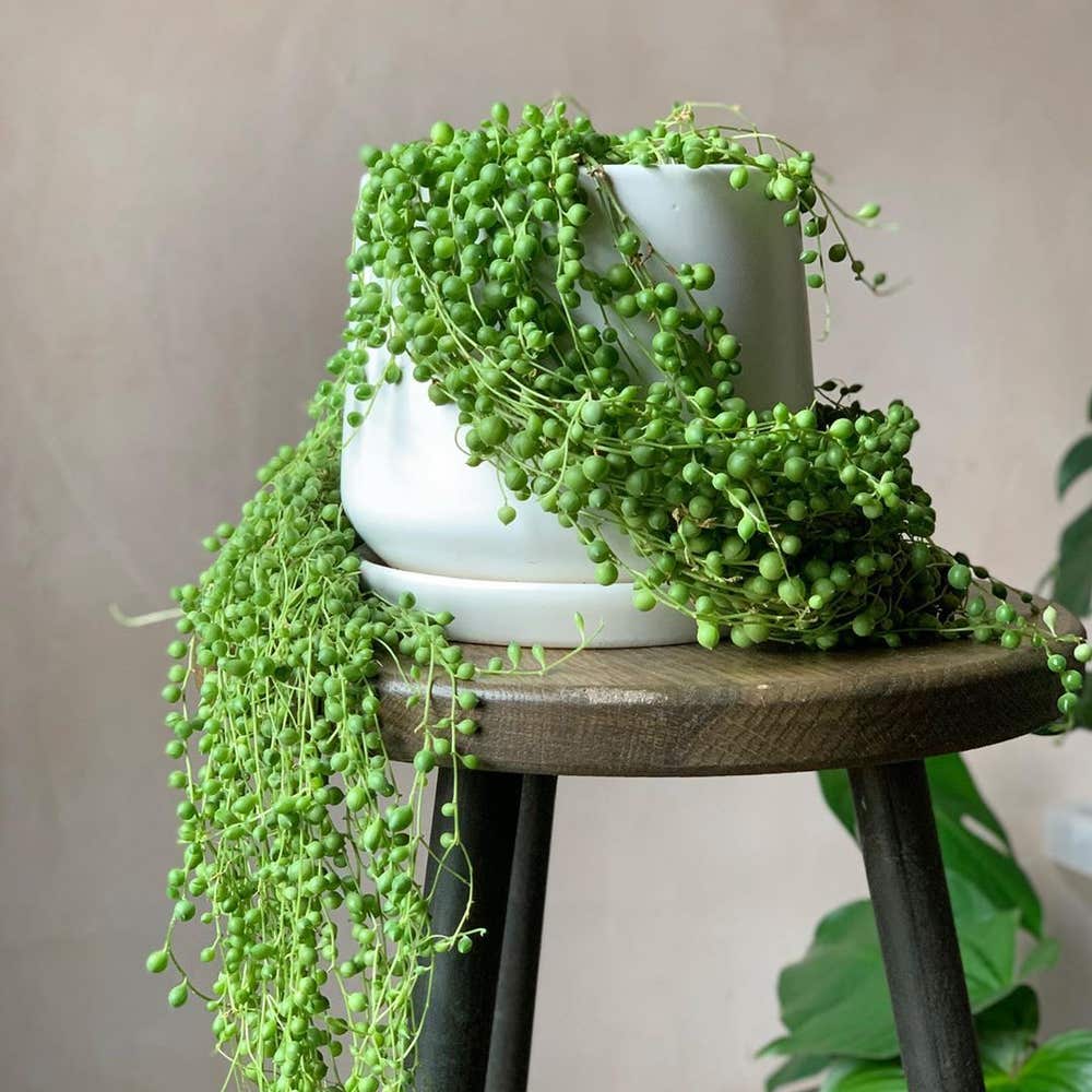 String of Pearls Plant Care - How to Grow & Maintain String of