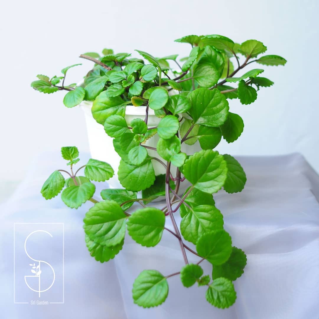 personalized swedish ivy care: water, light, nutrients | greg app